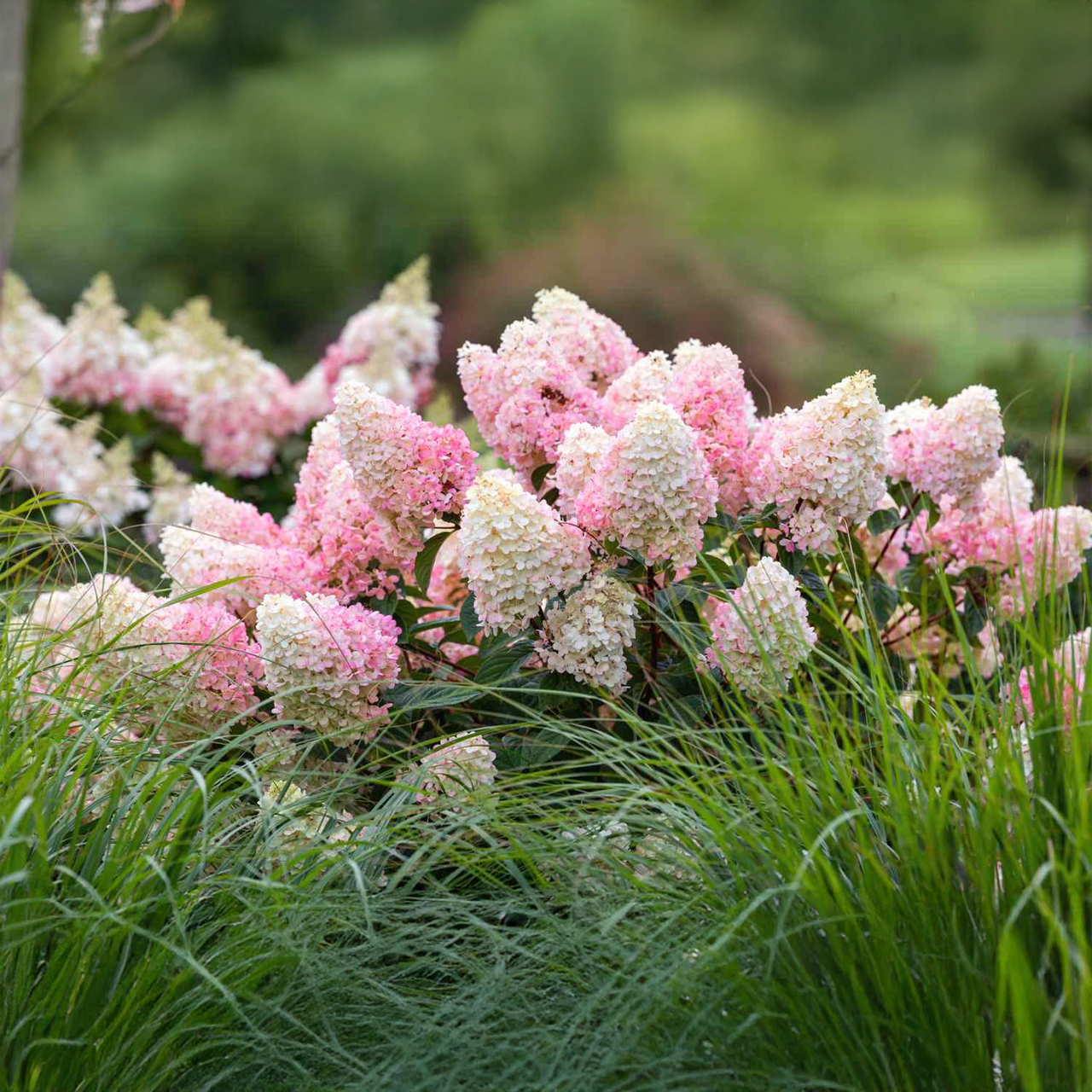 Hortensia « Sundae aux fraises »