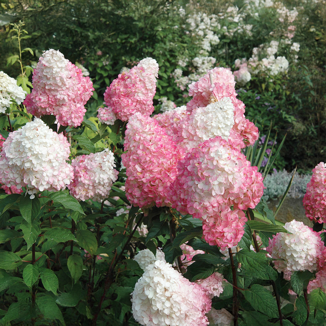 Hortensia « Sundae aux fraises »