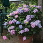 Hortensia Bloomstruck