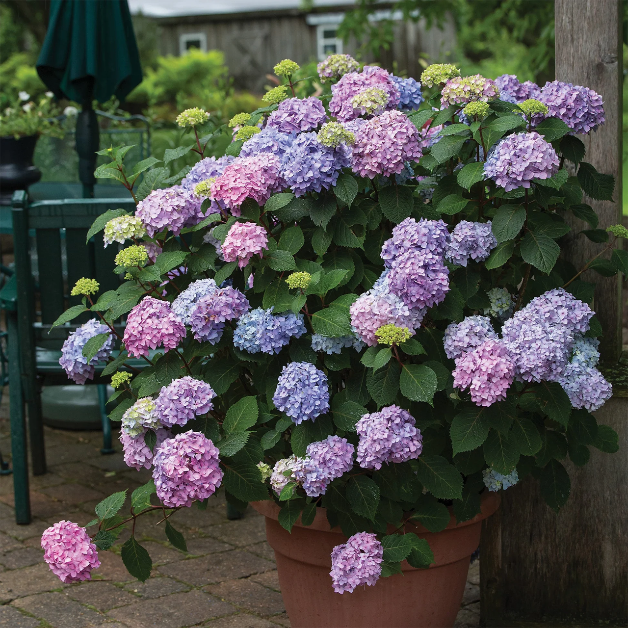 Hortensia Bloomstruck