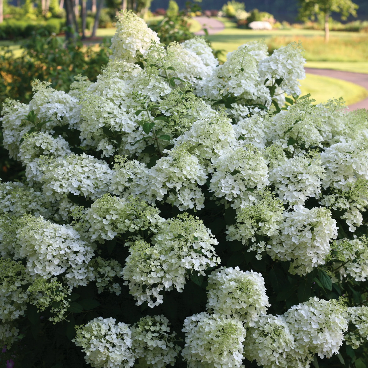 Hortensia Bobo