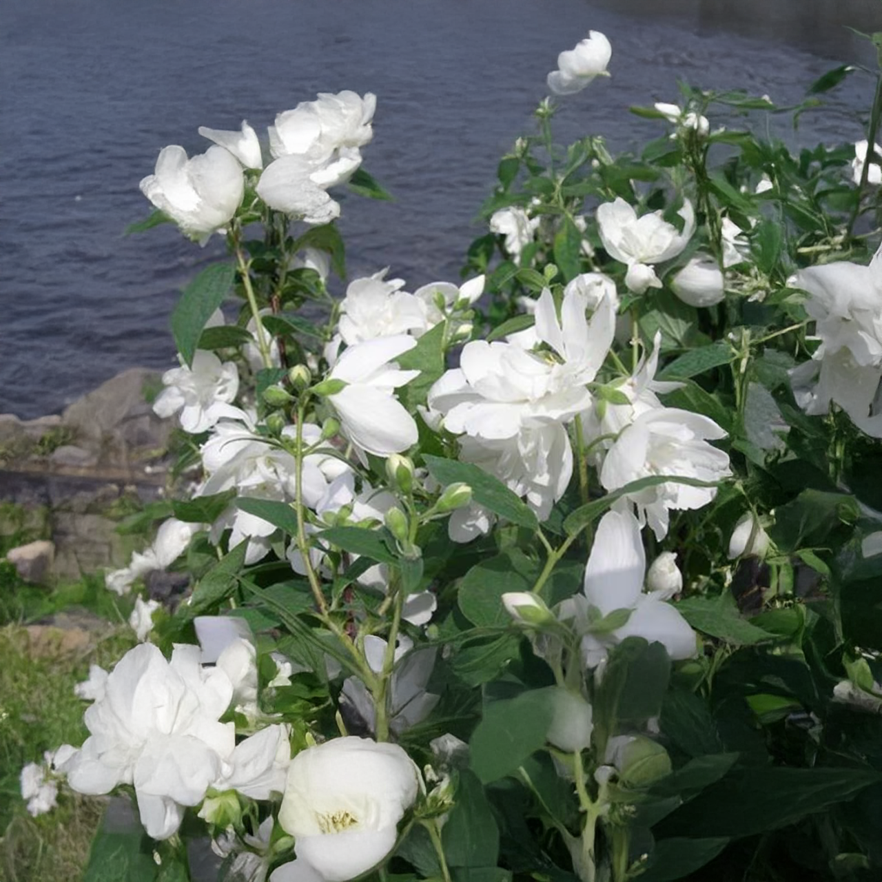 Arbuste « Snowbell Mockoranger »