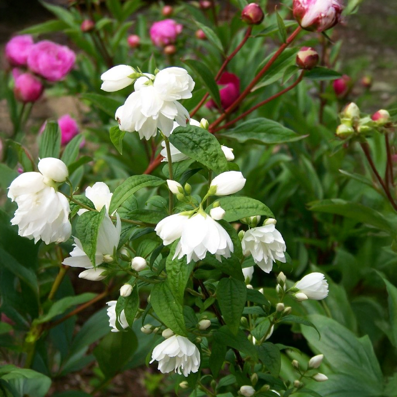 Arbuste « Snowbell Mockoranger »