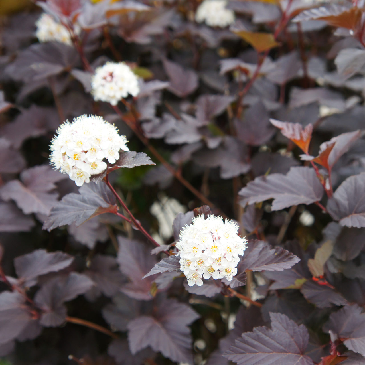 Arbuste Diabolo Physocarpus pourpre | 2 gal