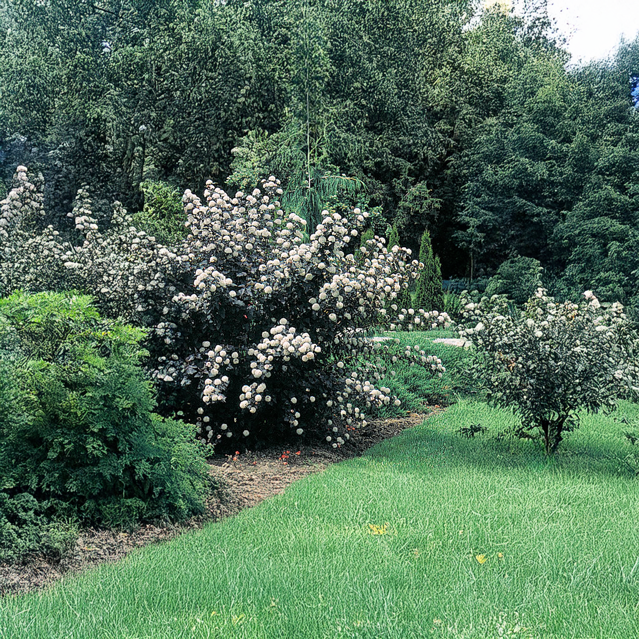 Arbuste Diabolo Physocarpus pourpre | 2 gal
