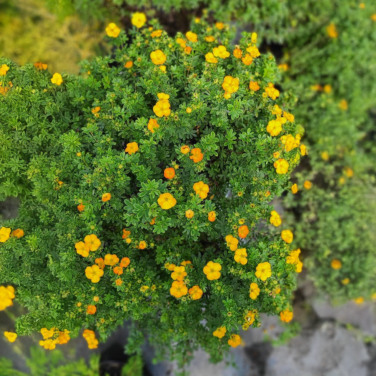 Potentille 'Mango Tango'