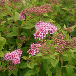 "Little Princess" Spirea