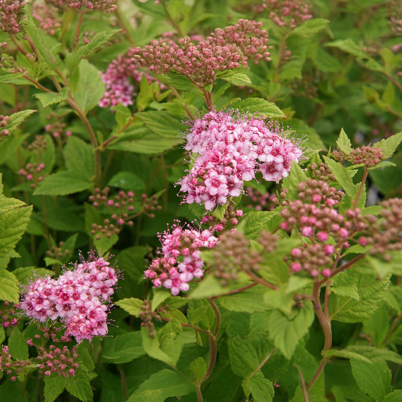 "Little Princess" Spirea