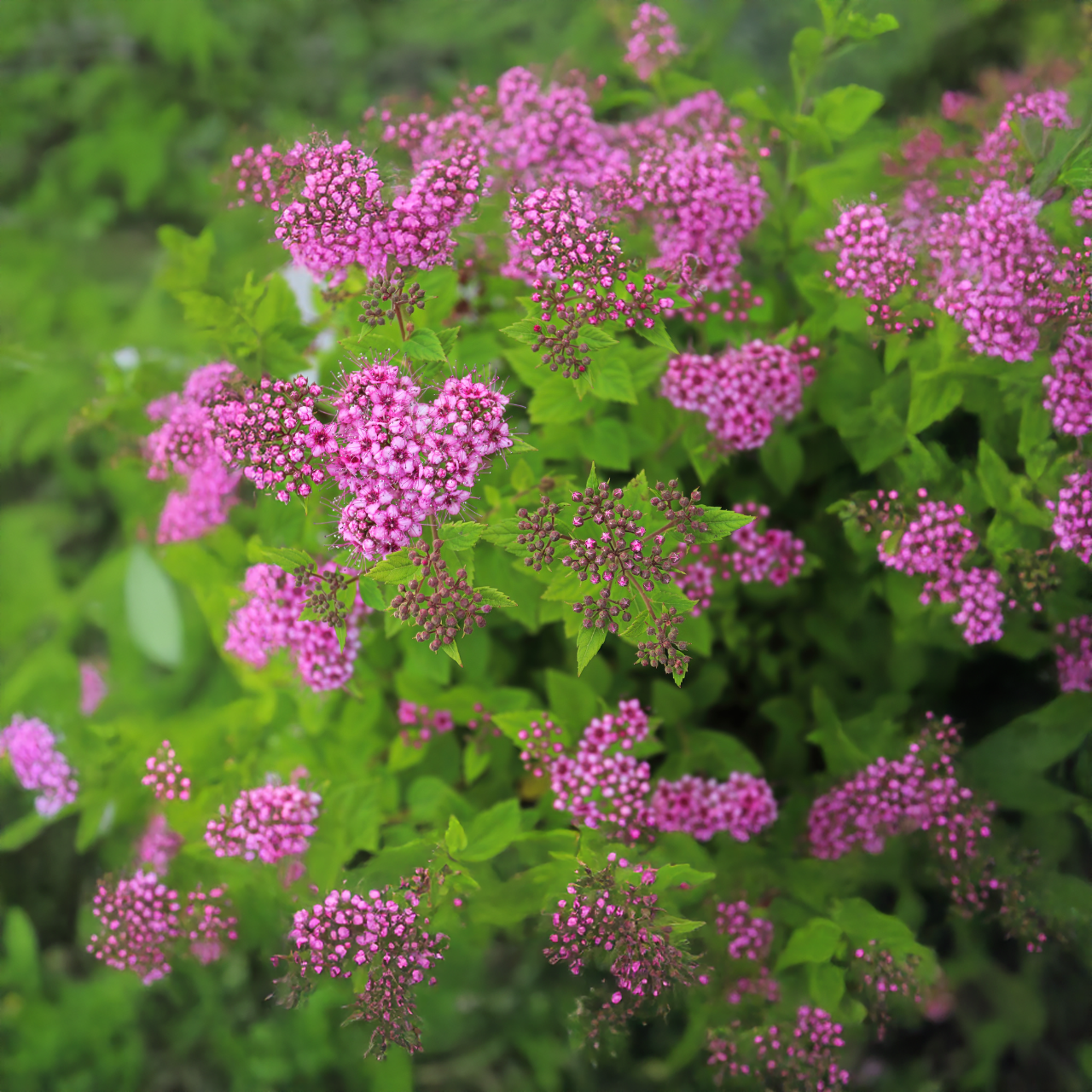"Little Princess" Spirea