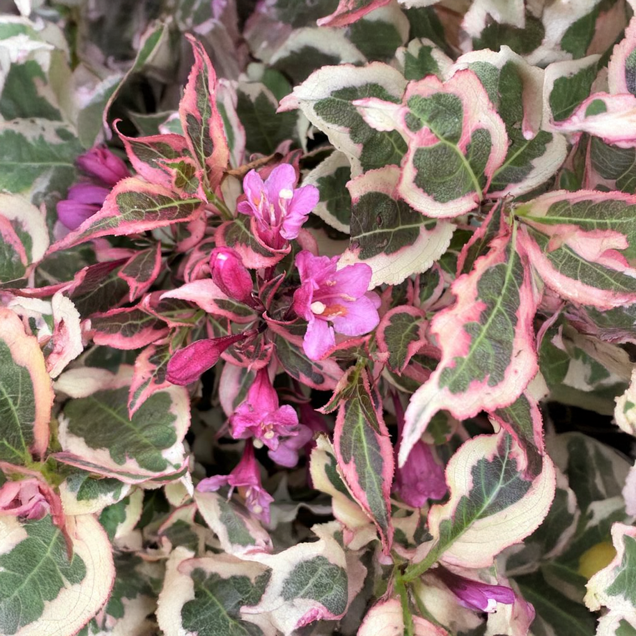 Mon Weigela Monet