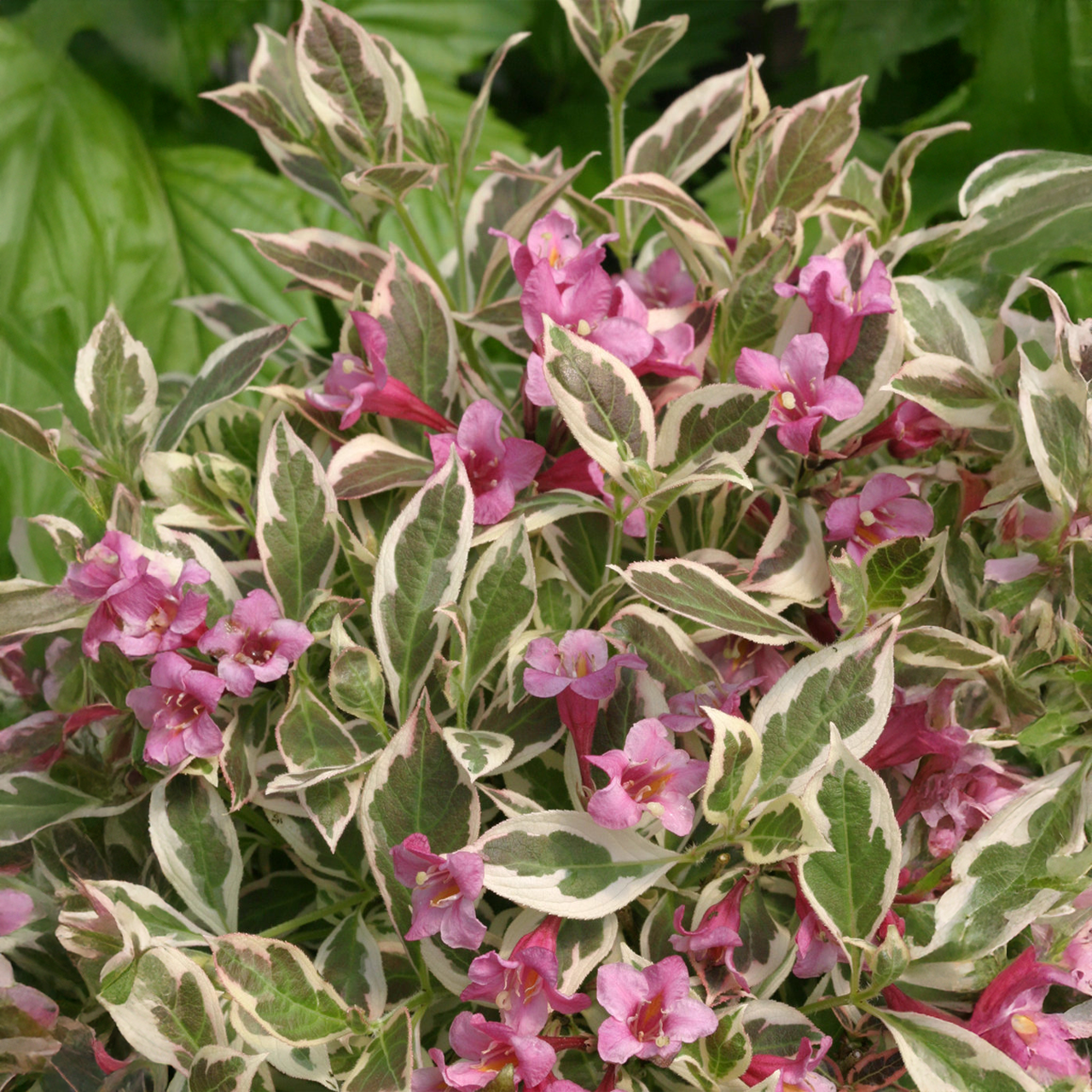Mon Weigela Monet