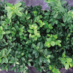 Buis Green Velvet