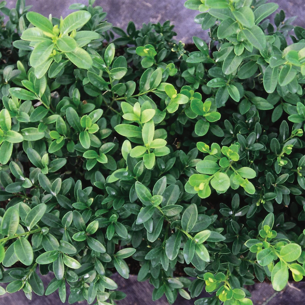 Buis Green Velvet
