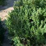 Buis Green Mountain