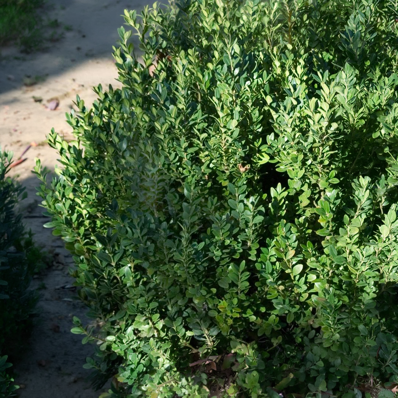 Buis Green Mountain