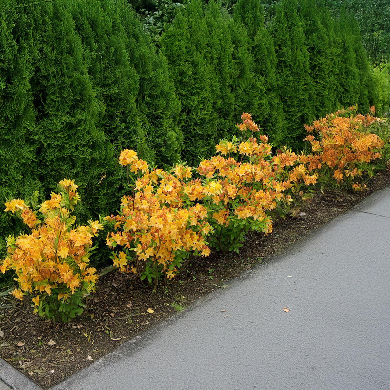 Azalée dorée à feuilles larges « Lumières dorées »