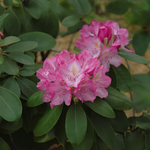 Rhododendron 'Roseum' rose