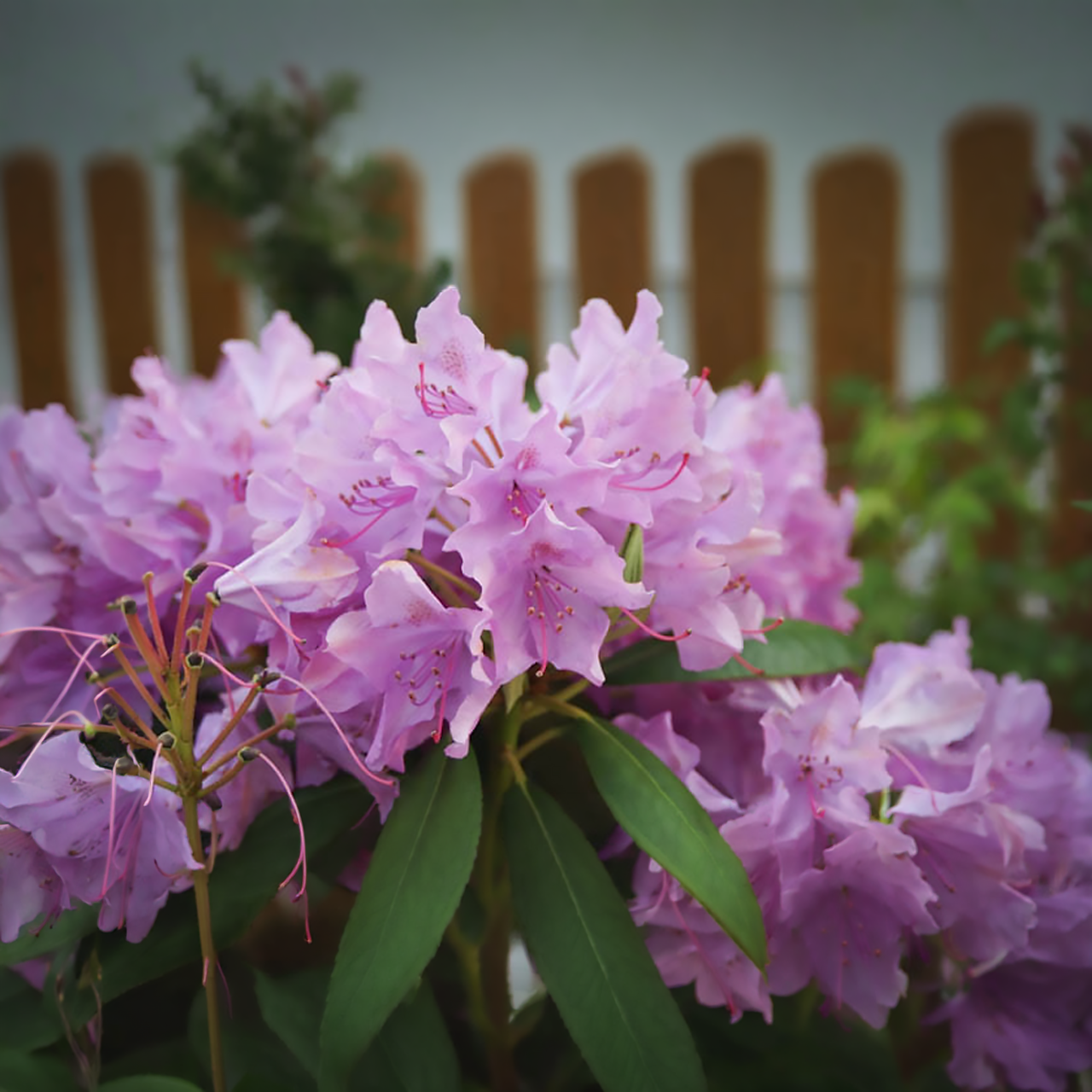 Rhododendron 'Roseum' rose