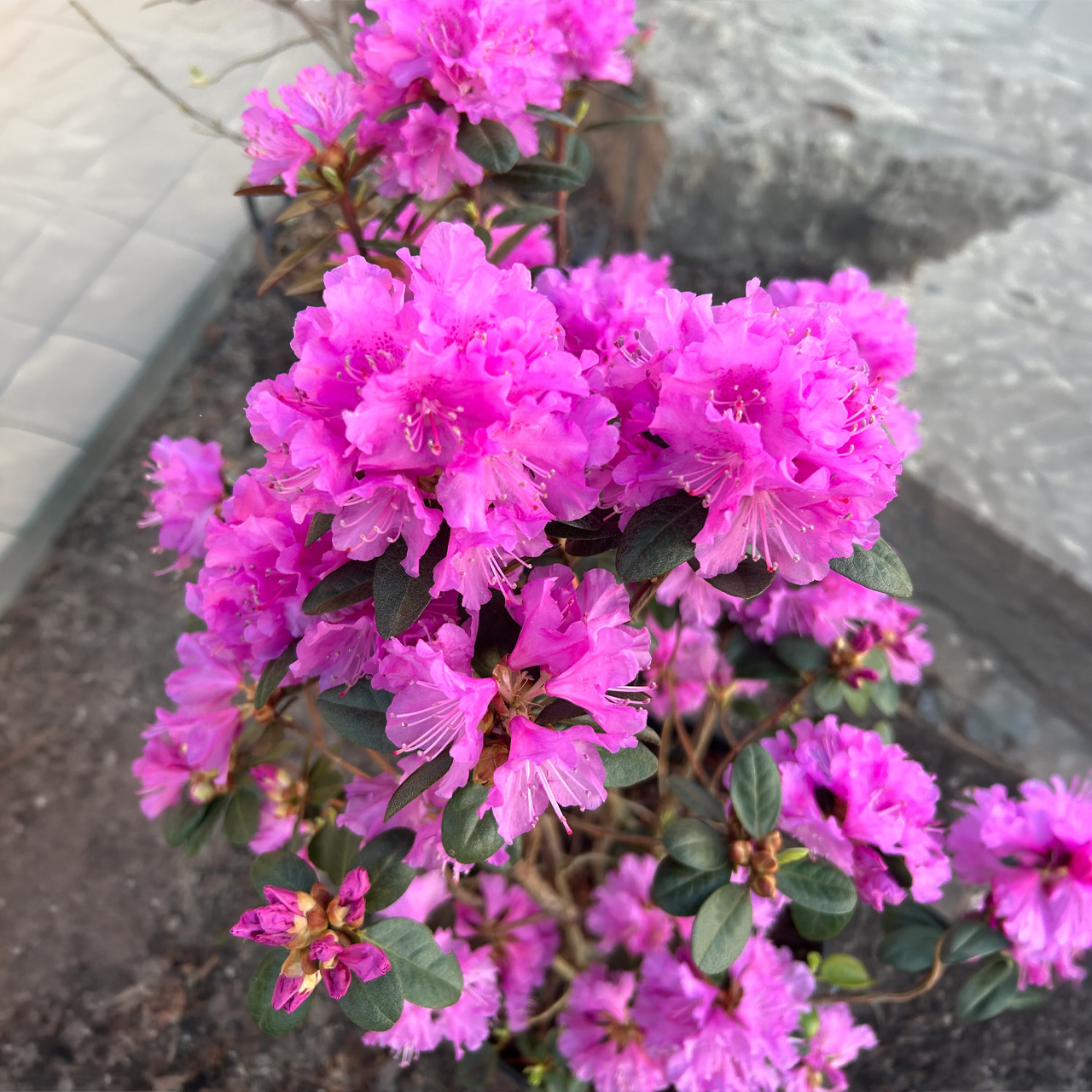 Rhododendron PJM Élite Lavande