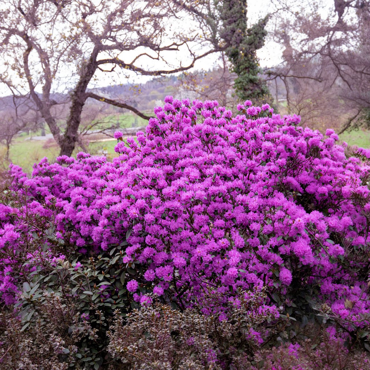 Rhododendron PJM Élite Lavande