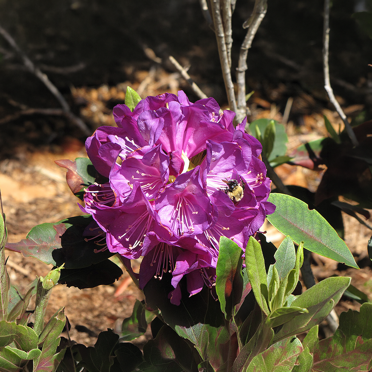 Rhododendron 'Purple Passion'