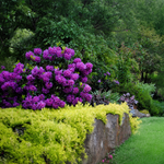 Rhododendron 'Purple Passion'