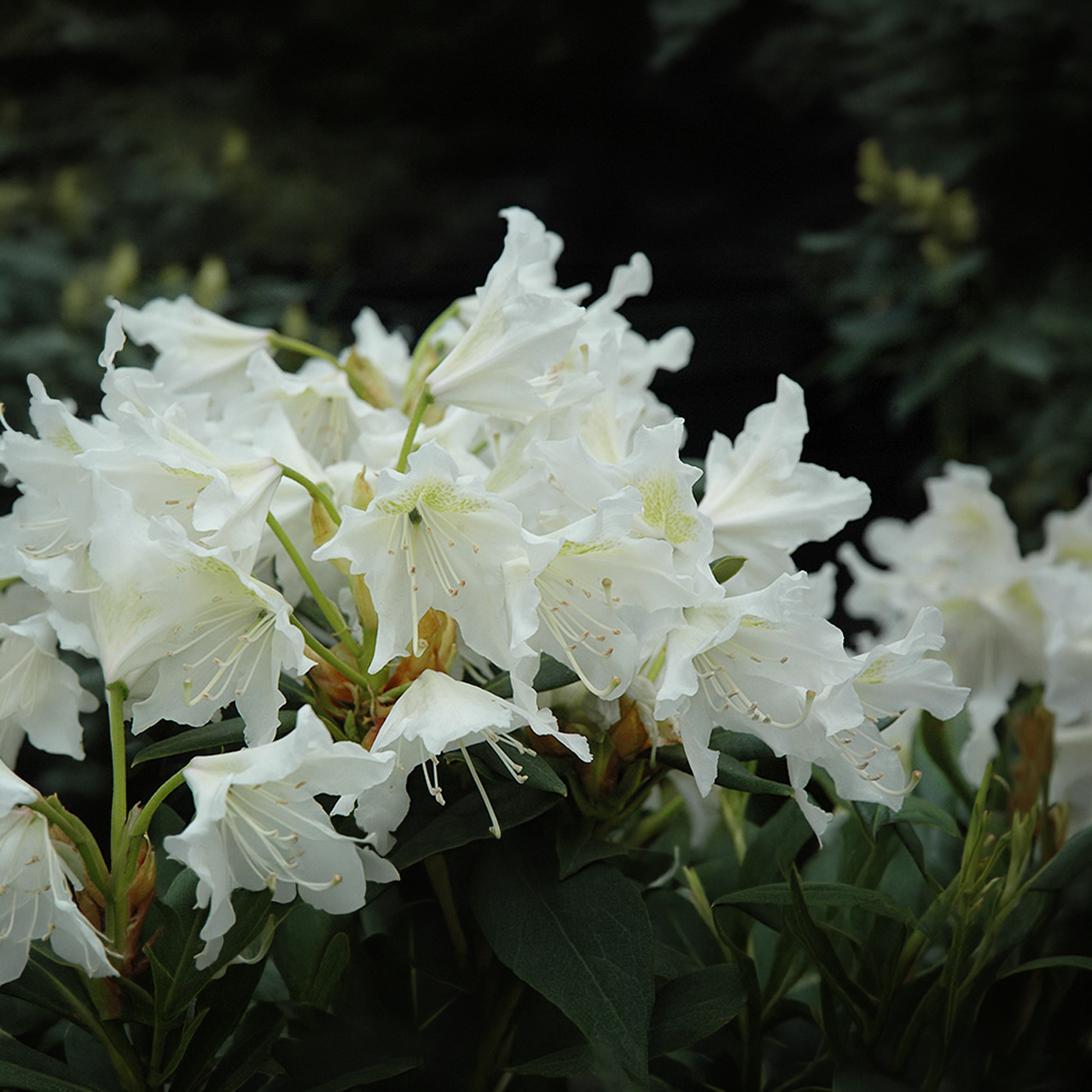 Rhododendron blanc de Cunningham