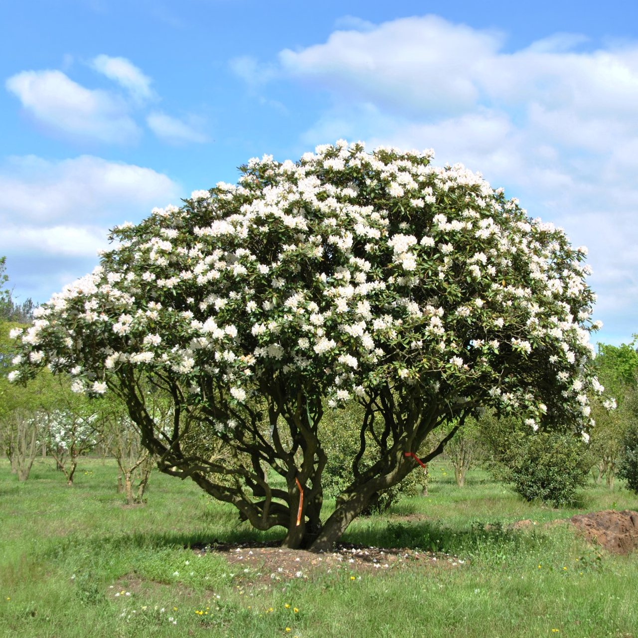 Rhododendron blanc de Cunningham