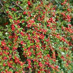 Arbuste à feuilles larges « Cotoneaster à canneberges »
