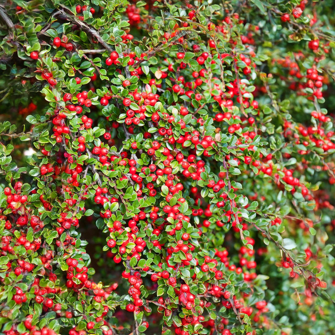 Arbuste à feuilles larges « Cotoneaster à canneberges »
