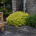Fusain rampant « Canadale Gold »