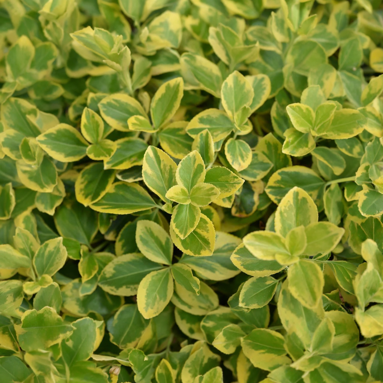 Fusain rampant « Canadale Gold »