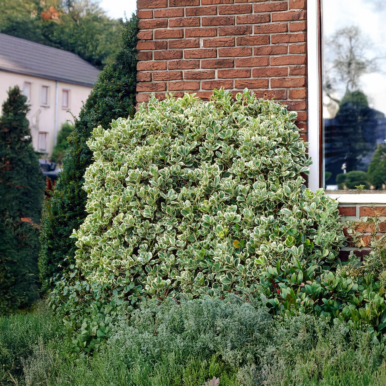 « Gaiété d'émeraude » Euonymus à feuilles larges