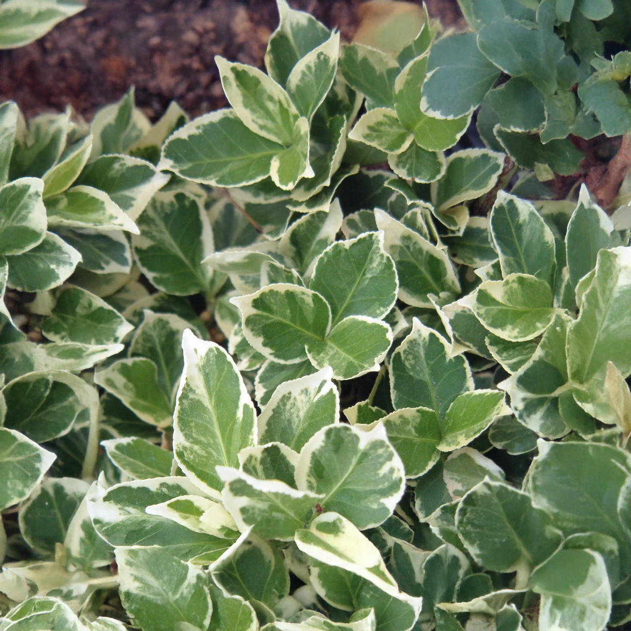 « Gaiété d'émeraude » Euonymus à feuilles larges