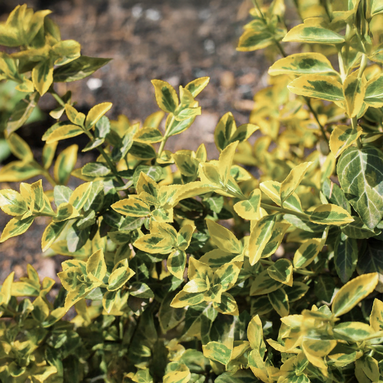 Arbuste à feuilles larges d'Euonymus « Émeraude et Or »