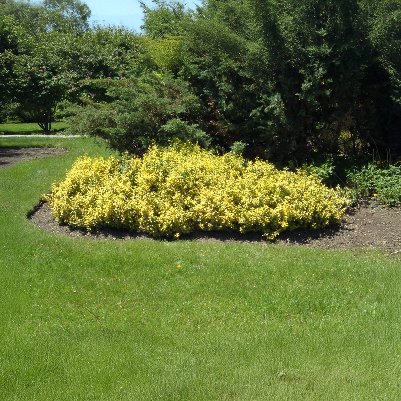 Arbuste à feuilles larges d'Euonymus « Émeraude et Or »