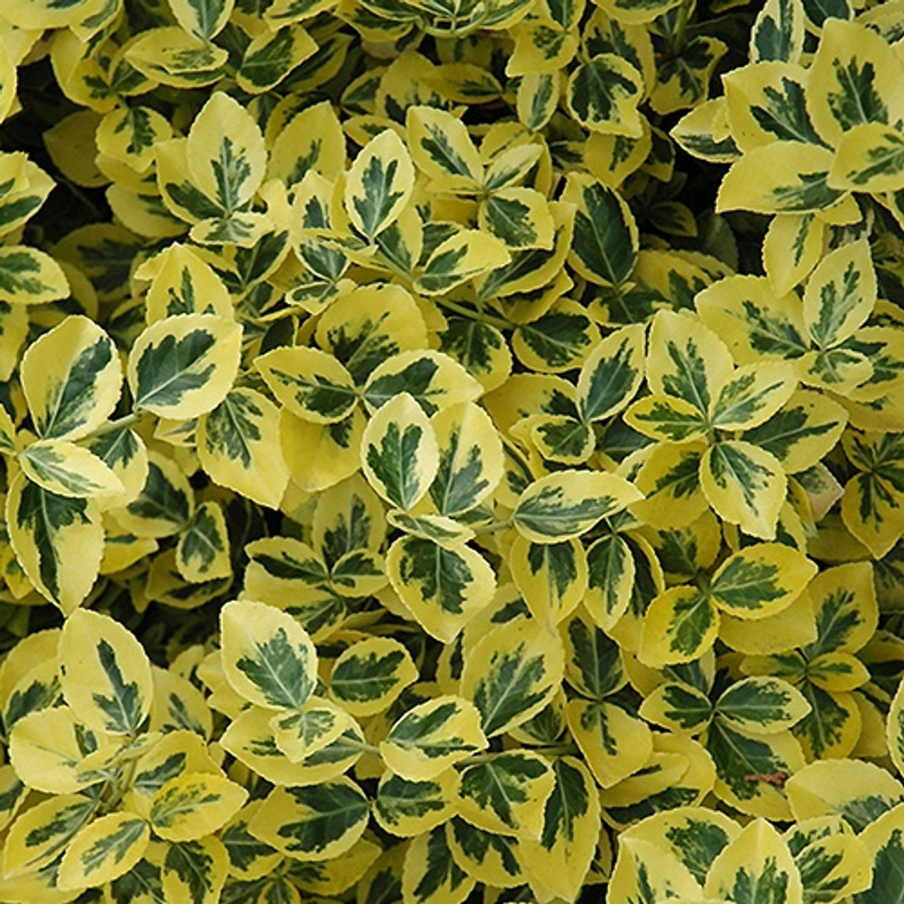Arbuste à feuilles larges d'Euonymus « Émeraude et Or »
