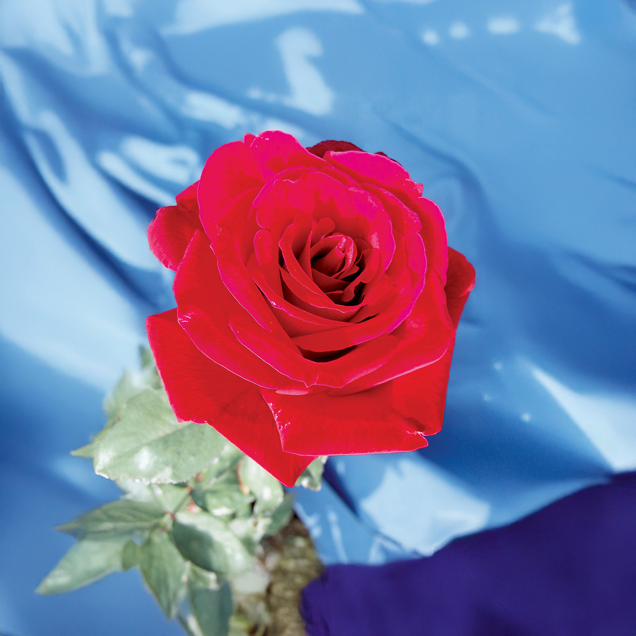 Rose hybride de thé rouge foncé intense « Mr. Lincoln »