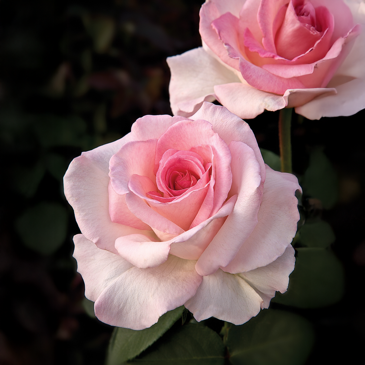 Rosier hybride de thé « Pink Promise »