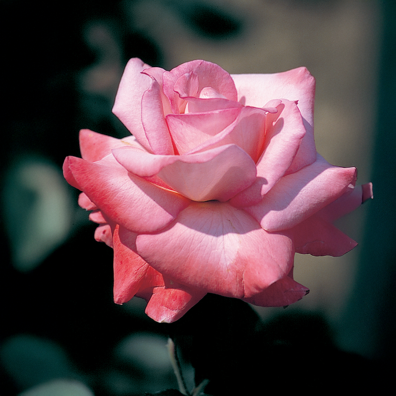 Rose corail « Élégance pure »