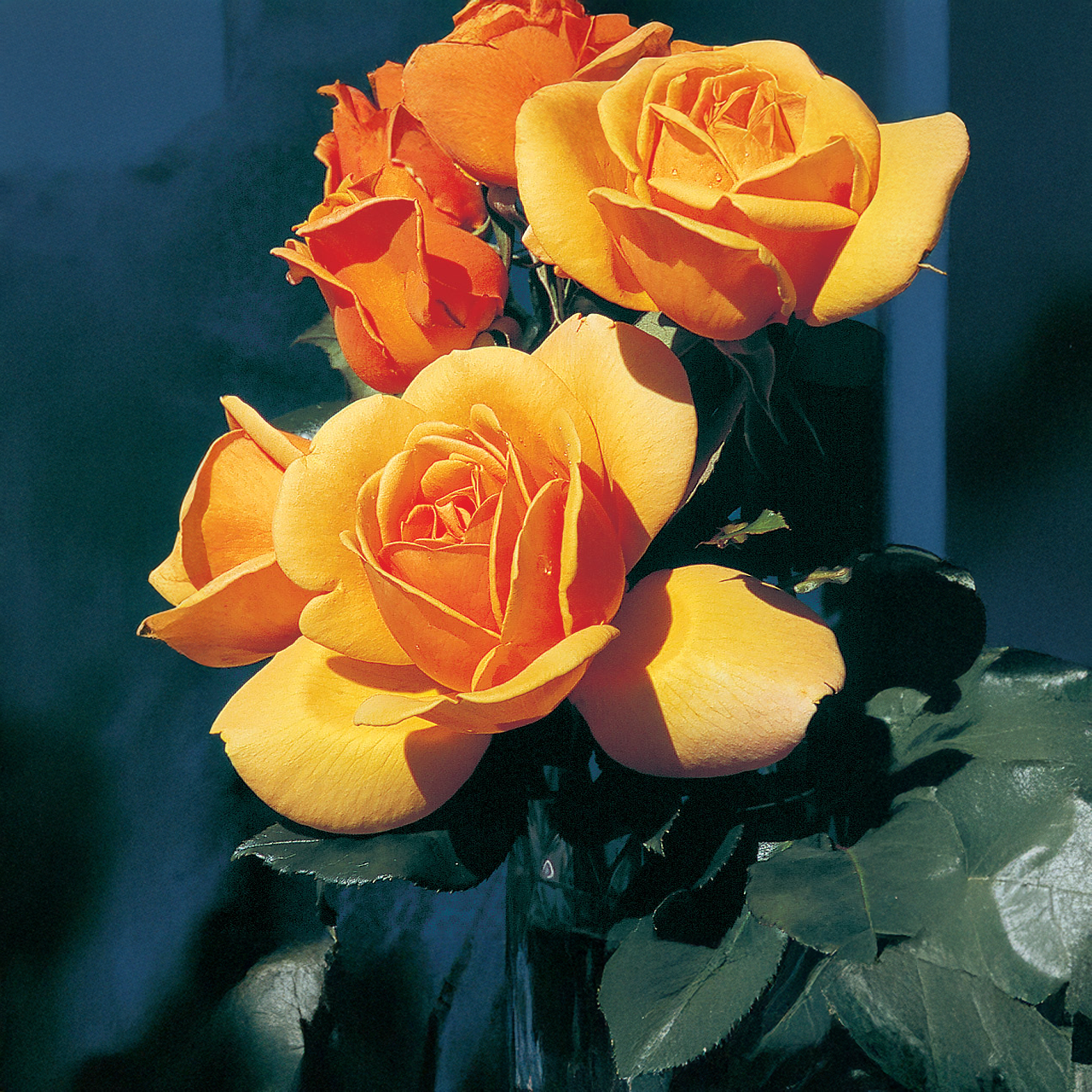 Rose jaune « Sceptre d'or »