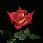 Rose hybride de thé Ingrid