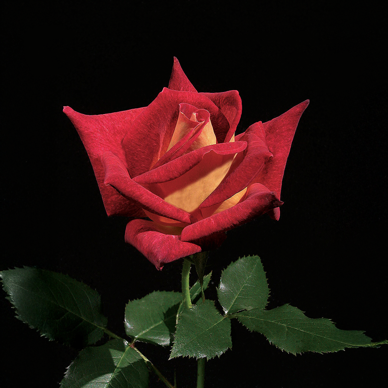 Rose hybride de thé Ingrid
