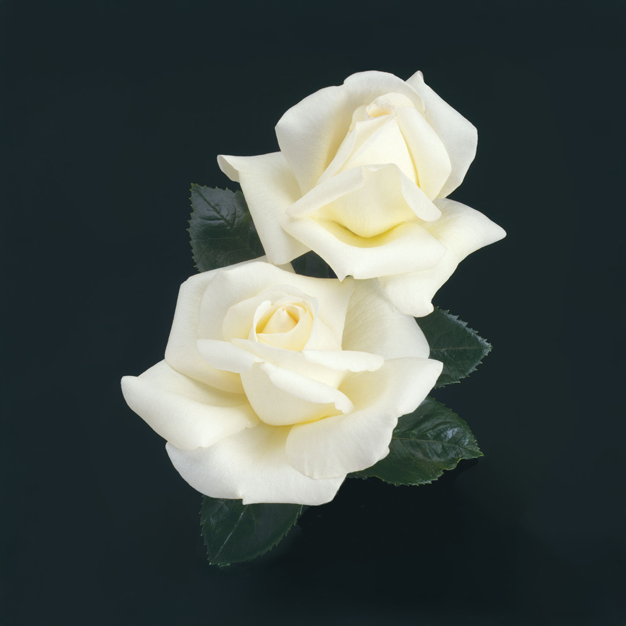 « Maison et Famille » Rose Blanche