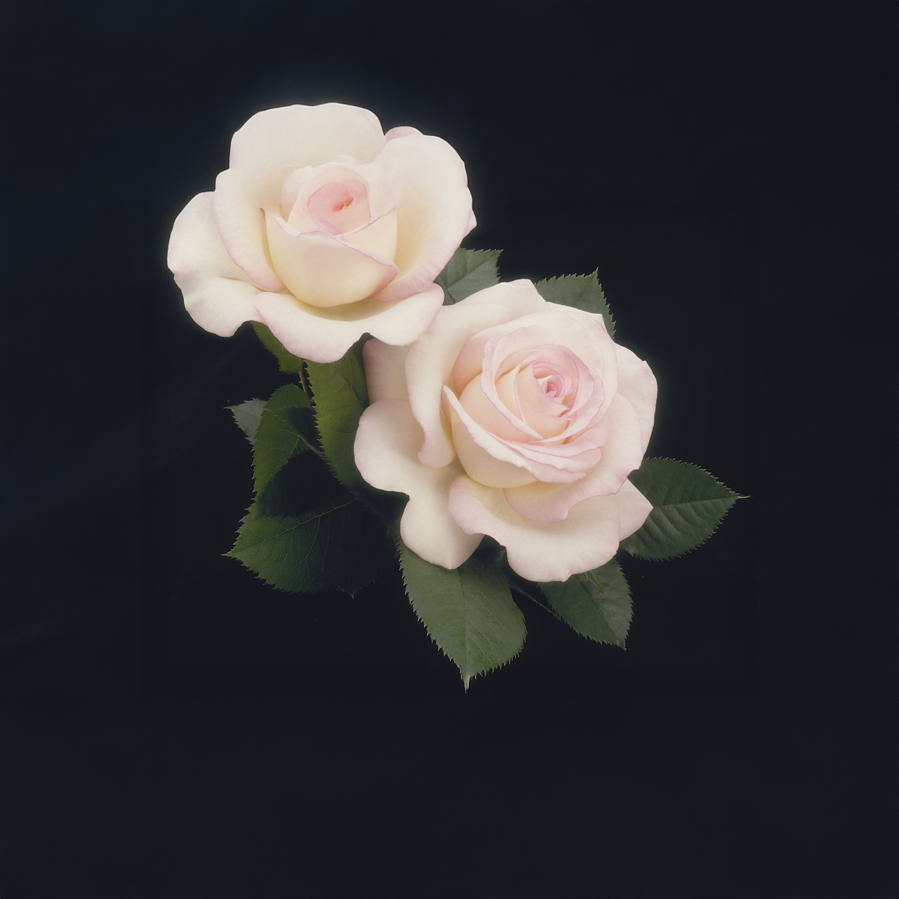 Rose hybride de thé « Moonstone » à bordure blanche et rose