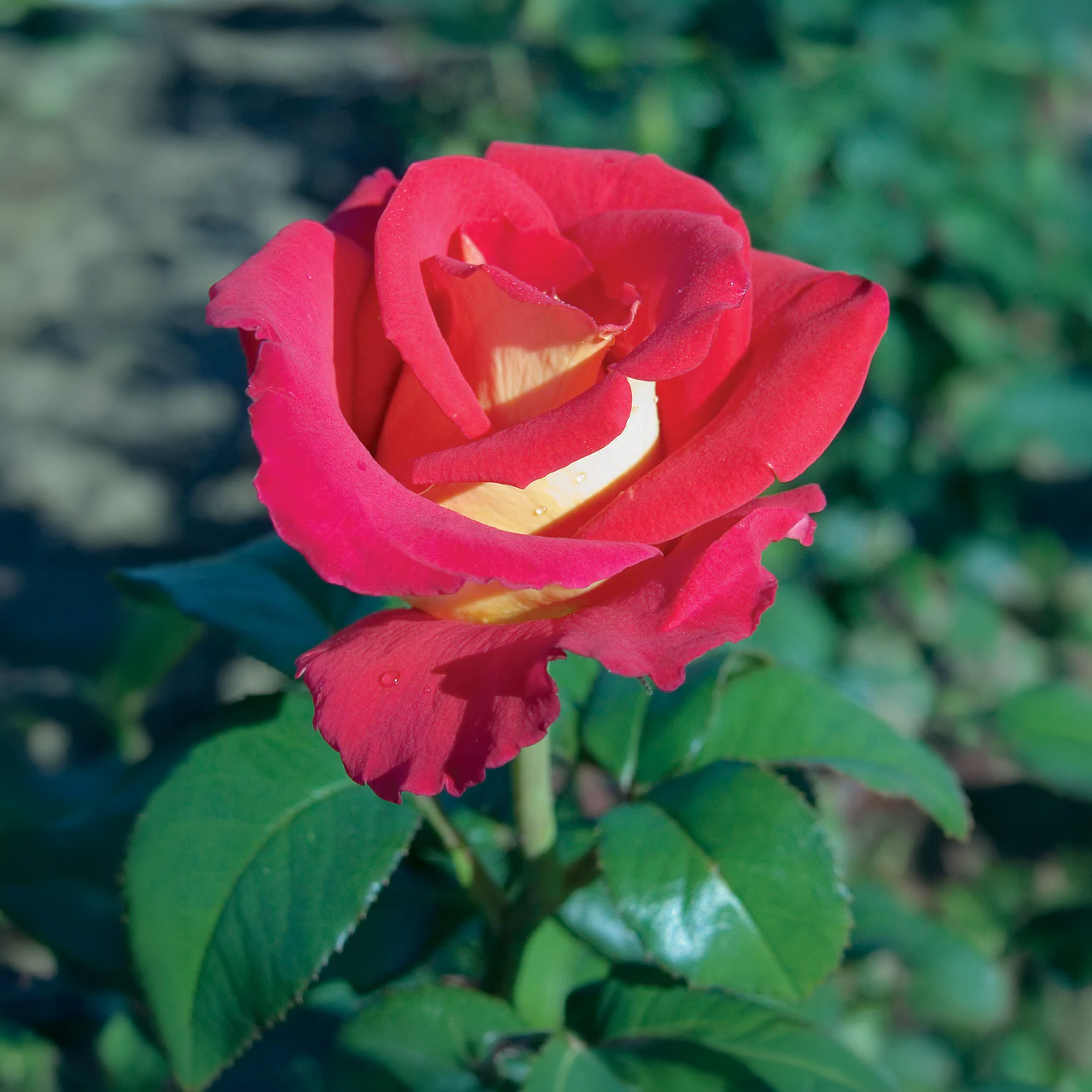 Rosier Thé Hybride "Canadian Sunset"