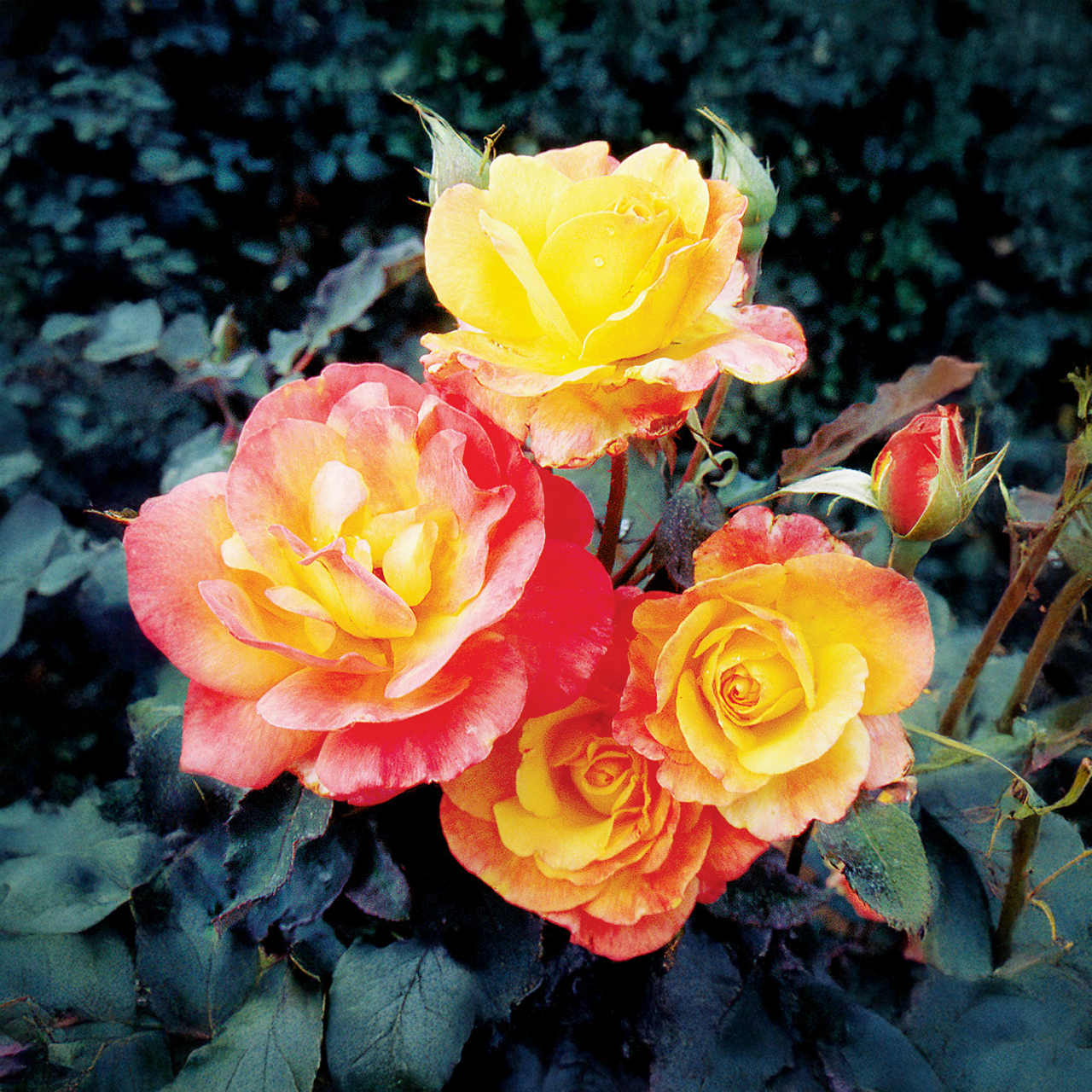 Rose hybride de thé jaune-écarlate « Rio Samba »