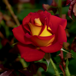 Rose Ketchup N Mustard Jaune-Rouge