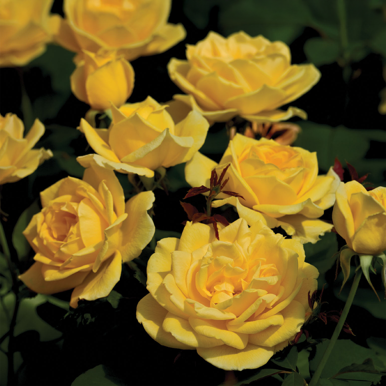 Rose jaune géante « Ch-Ching »
