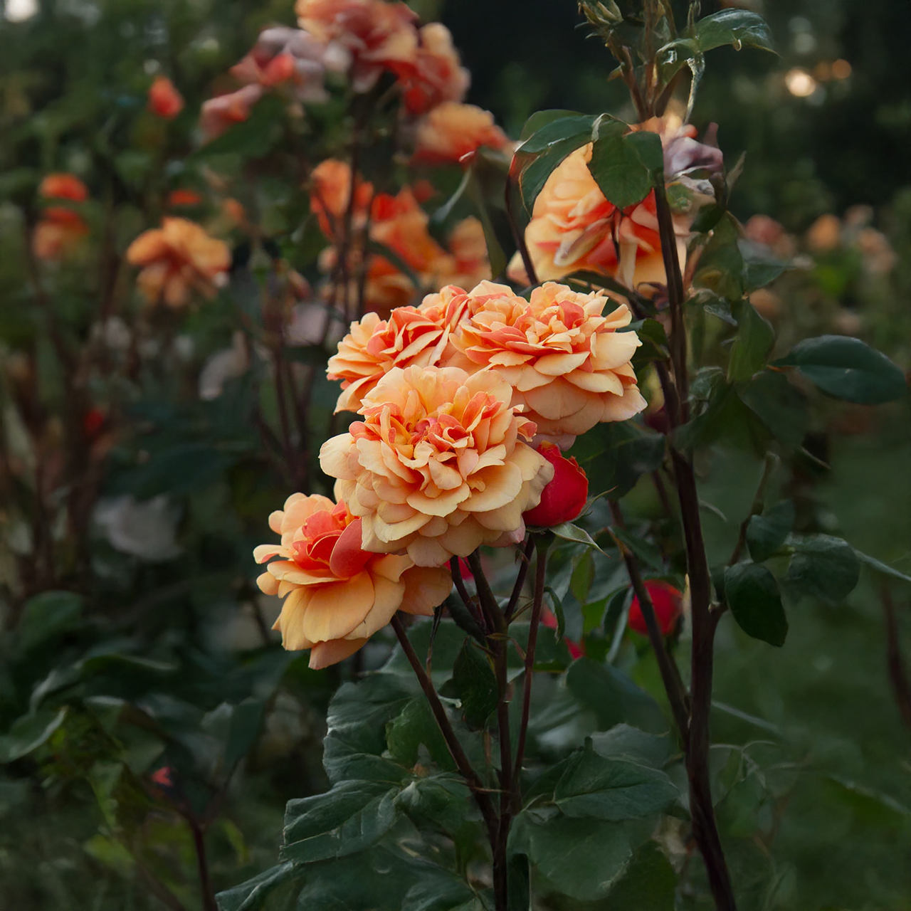 Rose dorée-orange « About Face »